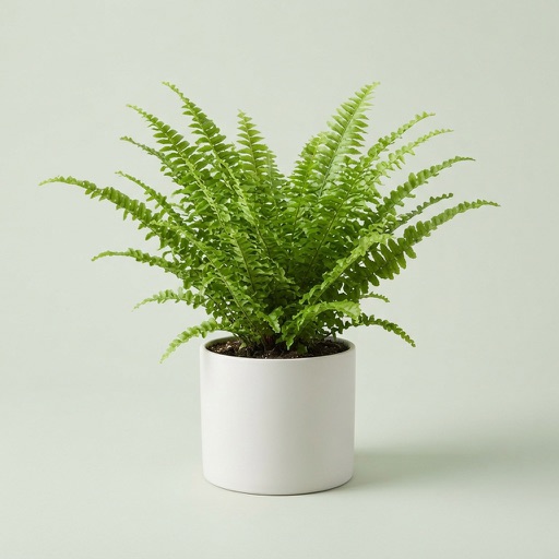 Boston Fern in a pot