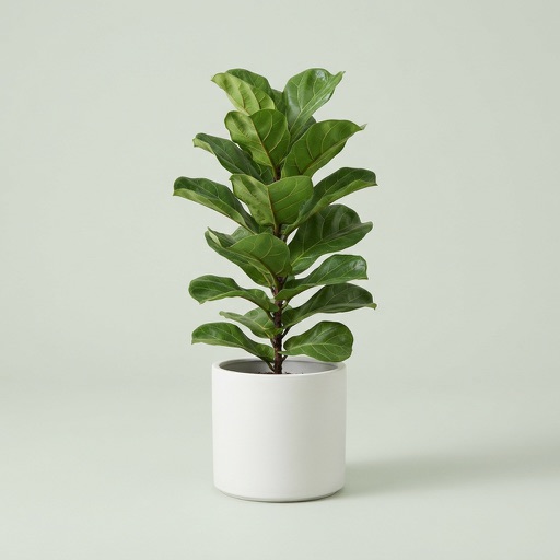 Fiddle Leaf Fig in a pot