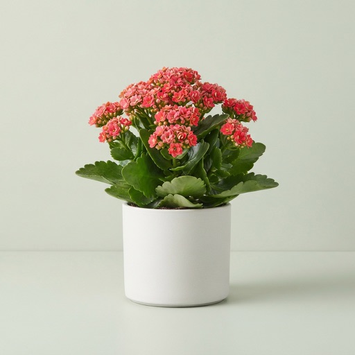 Kalanchoe