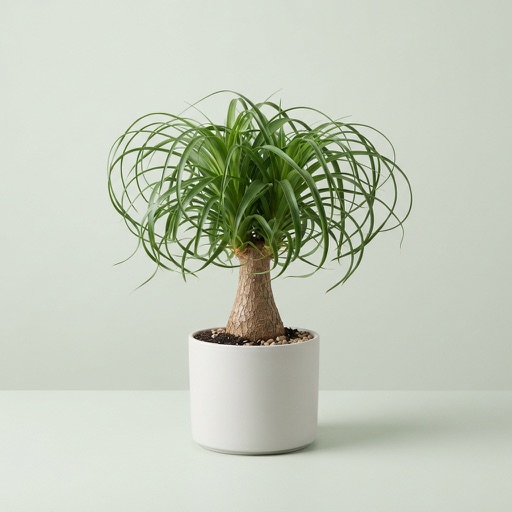 Ponytail Palm