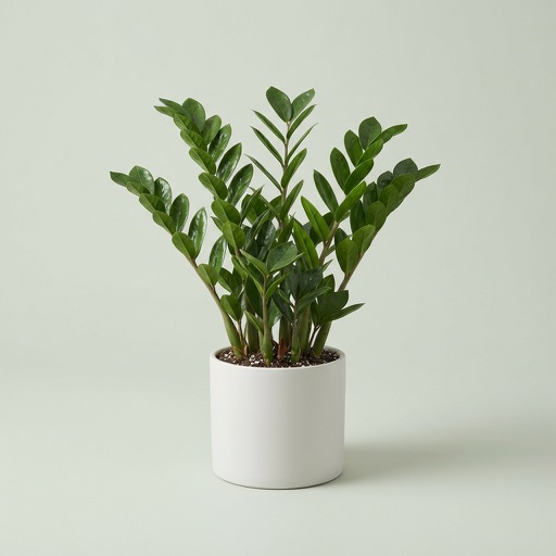 ZZ Plant